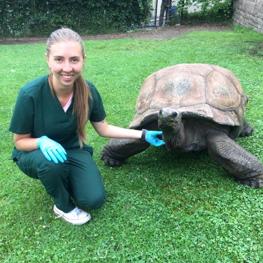 Dr. Nieto in green scrubs kneeling beside a giant tortoise on a lawn.