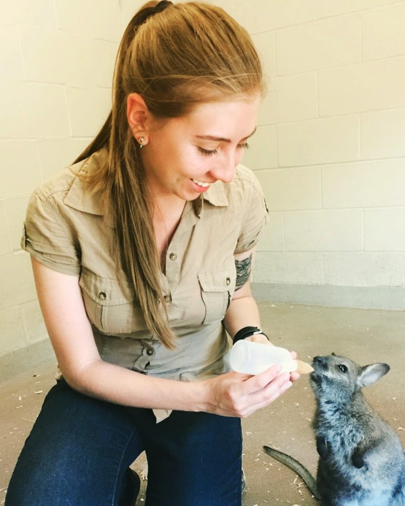 Dr. Nieto bottle-feeding a young wallaby.